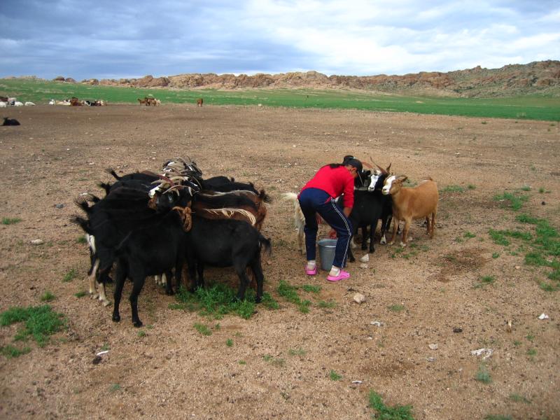 Milking the goats