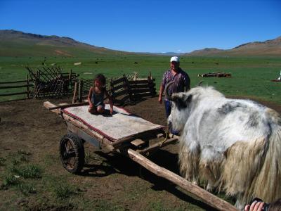 Yak cart and Mongolian child
