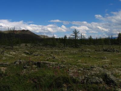 Rocky landscape of pine trees