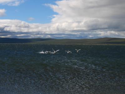 Whooping swans at gii Nuur