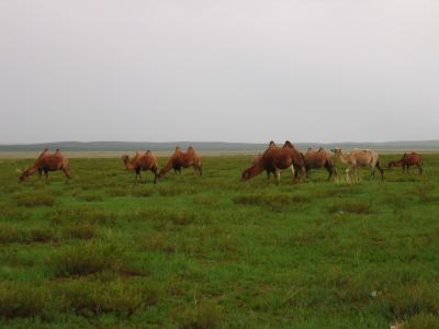Grazing camel herd
