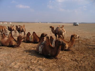 The camels arrive