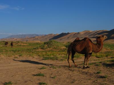 Local camels stroll up