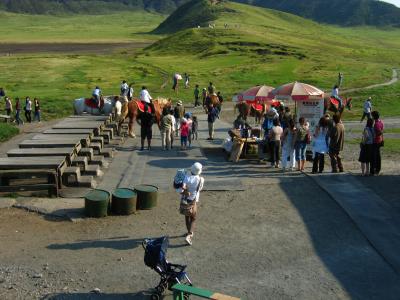 Japanese tourists going horse-crazy