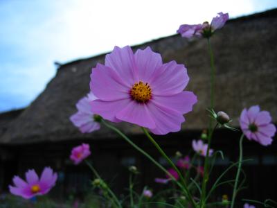 Flowers beside a farmhouse