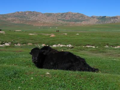 Black yak and distant horses