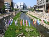 Koi-no-bori over the Metoba-gawa