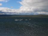 Whooping swans at gii Nuur