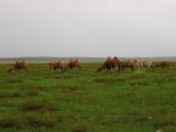 Grazing camel herd