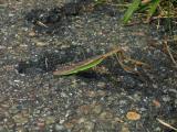 Large mantis on the trail