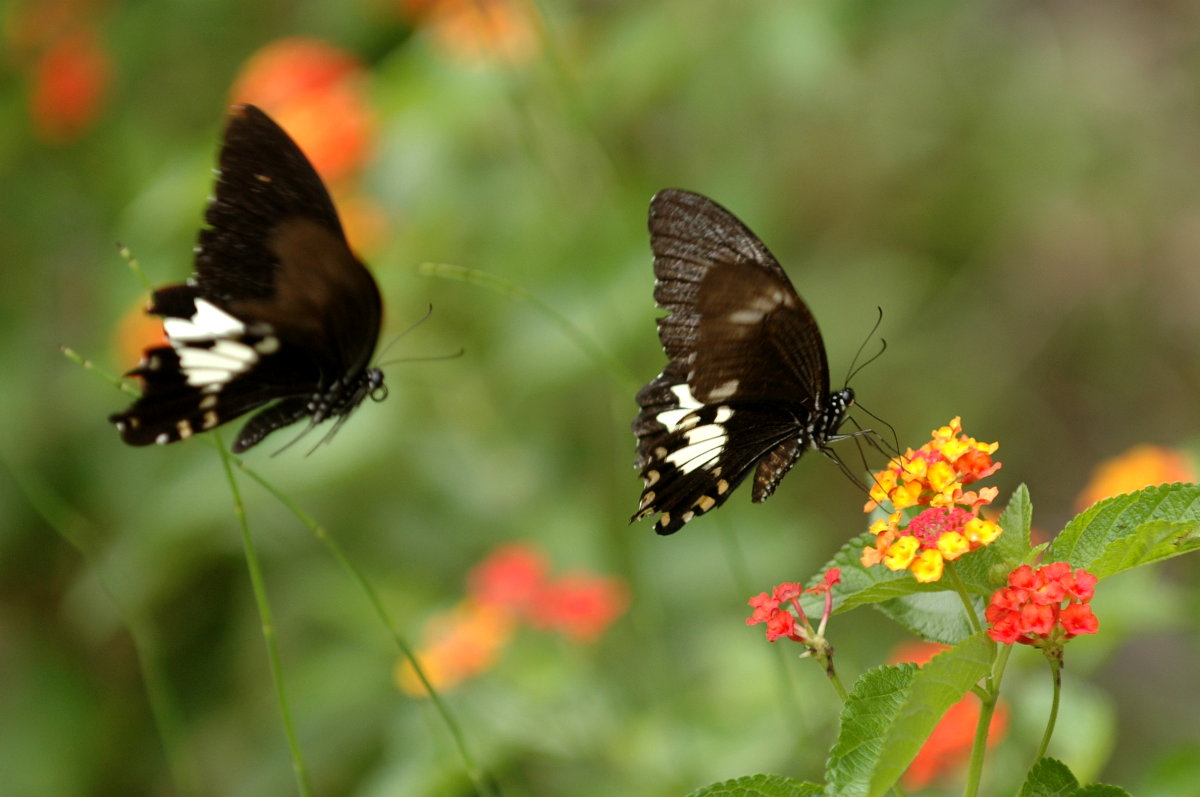 Butterfly of Taiwan