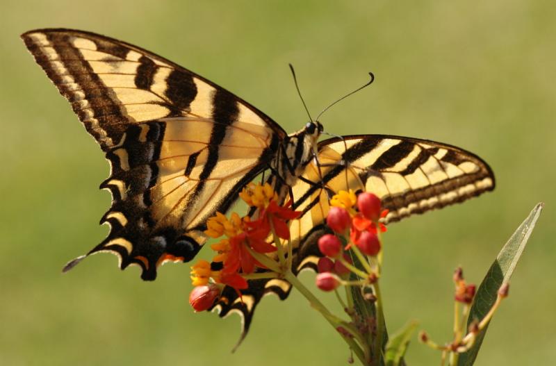 Tiger Swallowtail Butterfly