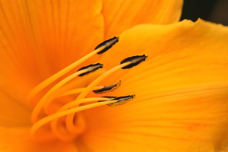DSC_0958a.jpg