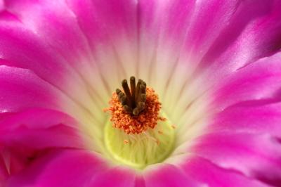 Cactus Flower