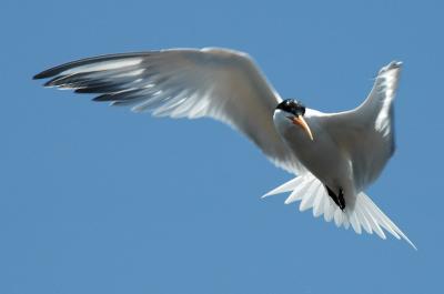 Birds/Caspian Tern