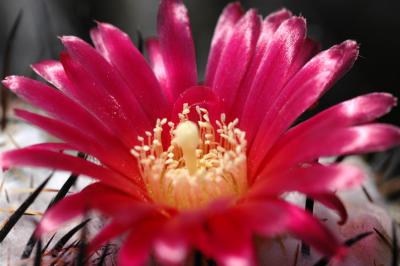 DSC_9295a.jpg