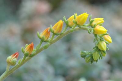 DSC_9279a.jpg