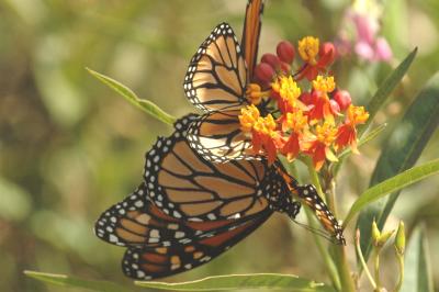 Butterfly or flower 02