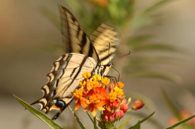 Tiger Swallowtail Butterfly