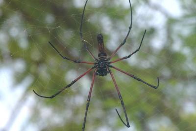 Giant spider 1