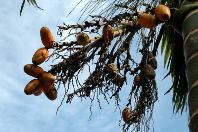 Betel Nuts