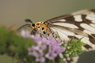 v3/97/503997/3/49729787.DSC_5621a.jpg