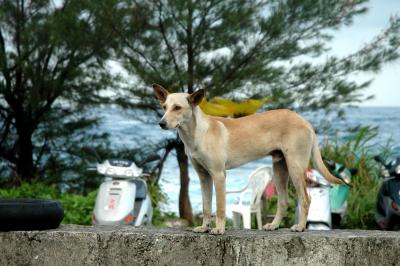 Dog at Green Island 01