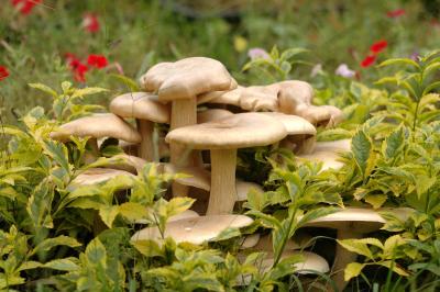 Mushroom at garden