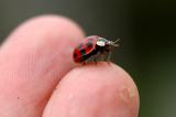 Ladybug contact