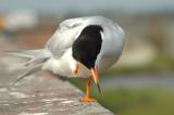 Birds/Caspian Tern