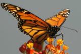 Butterfly/Monarchs