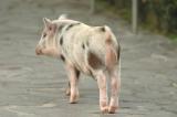 Pet of Taiwan