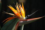DSC_0135a.jpg