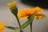 DSC_0940a.jpg
