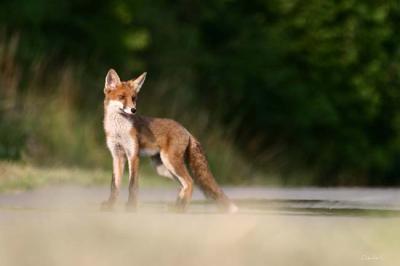 le renard chass  tord