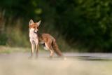 le renard chass  tord