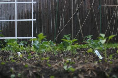 Squirrel's eye view