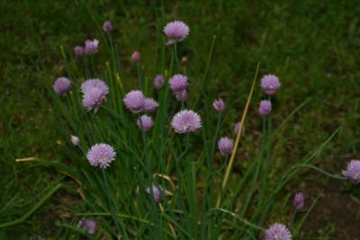 Chives gone to flower