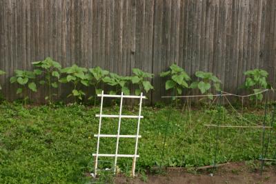 Sunflower Fence