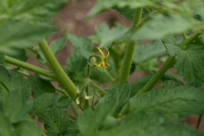 Tomato Blossom