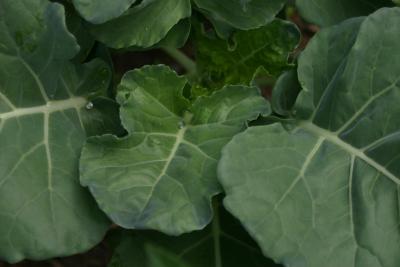 Macro Broccoli