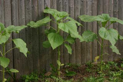 Star of the Sunflower Fence