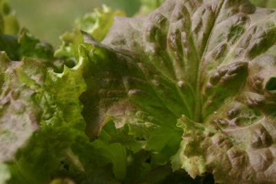 Macro Red Lettuce