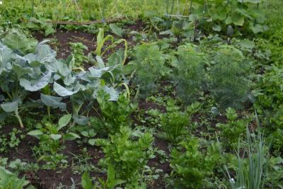 Celery, Dill, Broccoli