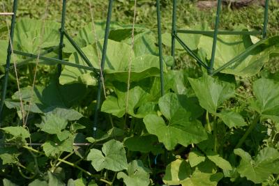 Pumpkin Vine