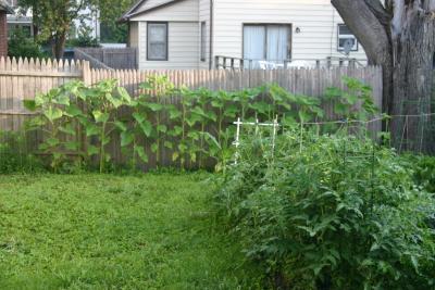 The Sunflower Wall