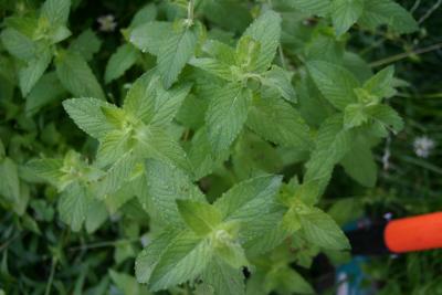 Mint