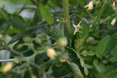 Cherry Tomatoes