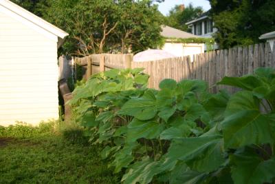 Sunflower Row