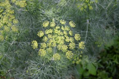 Dill
